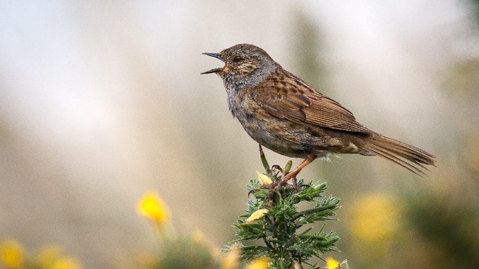 Dunnock